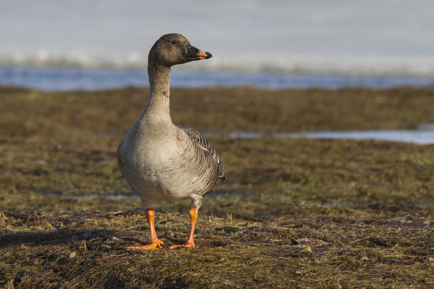 Taiga Bean goose