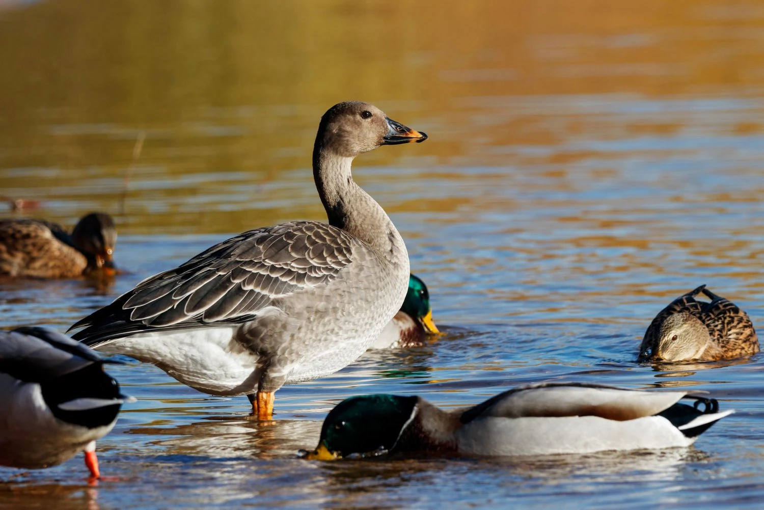 Taiga bean goose