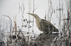 All Herons In Wisconsin (Photos, Calls, ID)