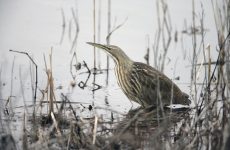 American Bittern