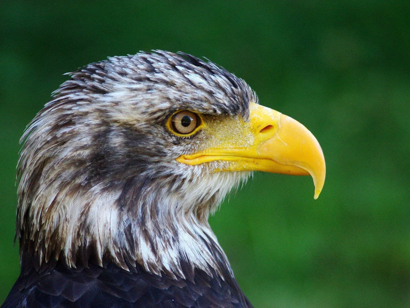 Bald Eagle young