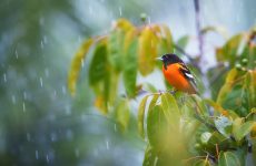 Where Do Birds Go When It Rains?