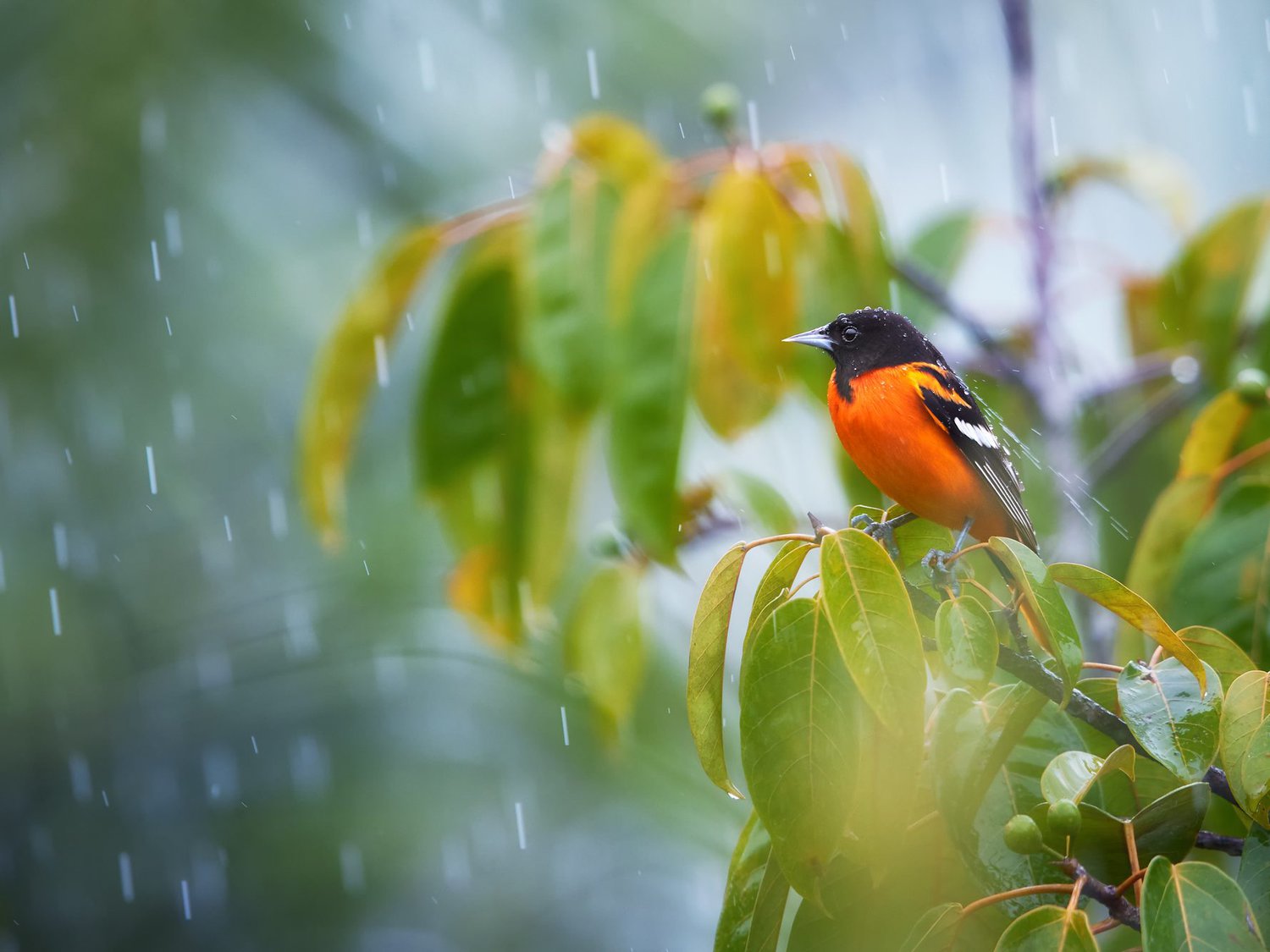 Baltimore Oriole in rain