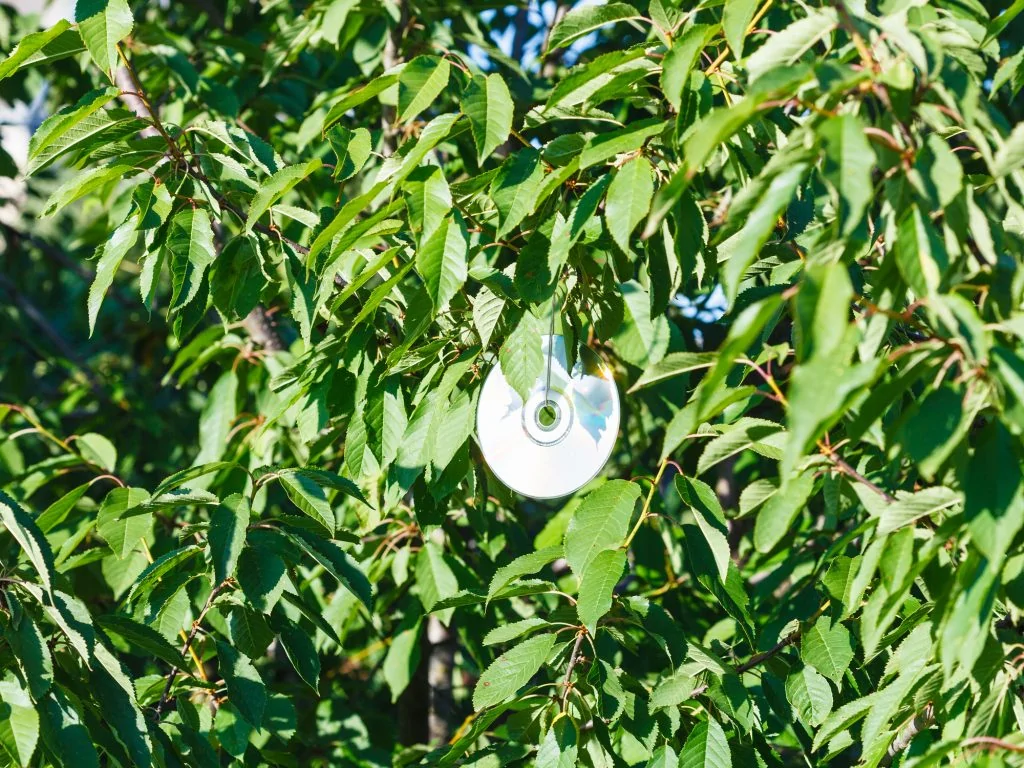 shiny object bird scare