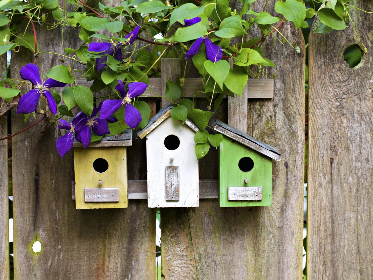 bird boxes