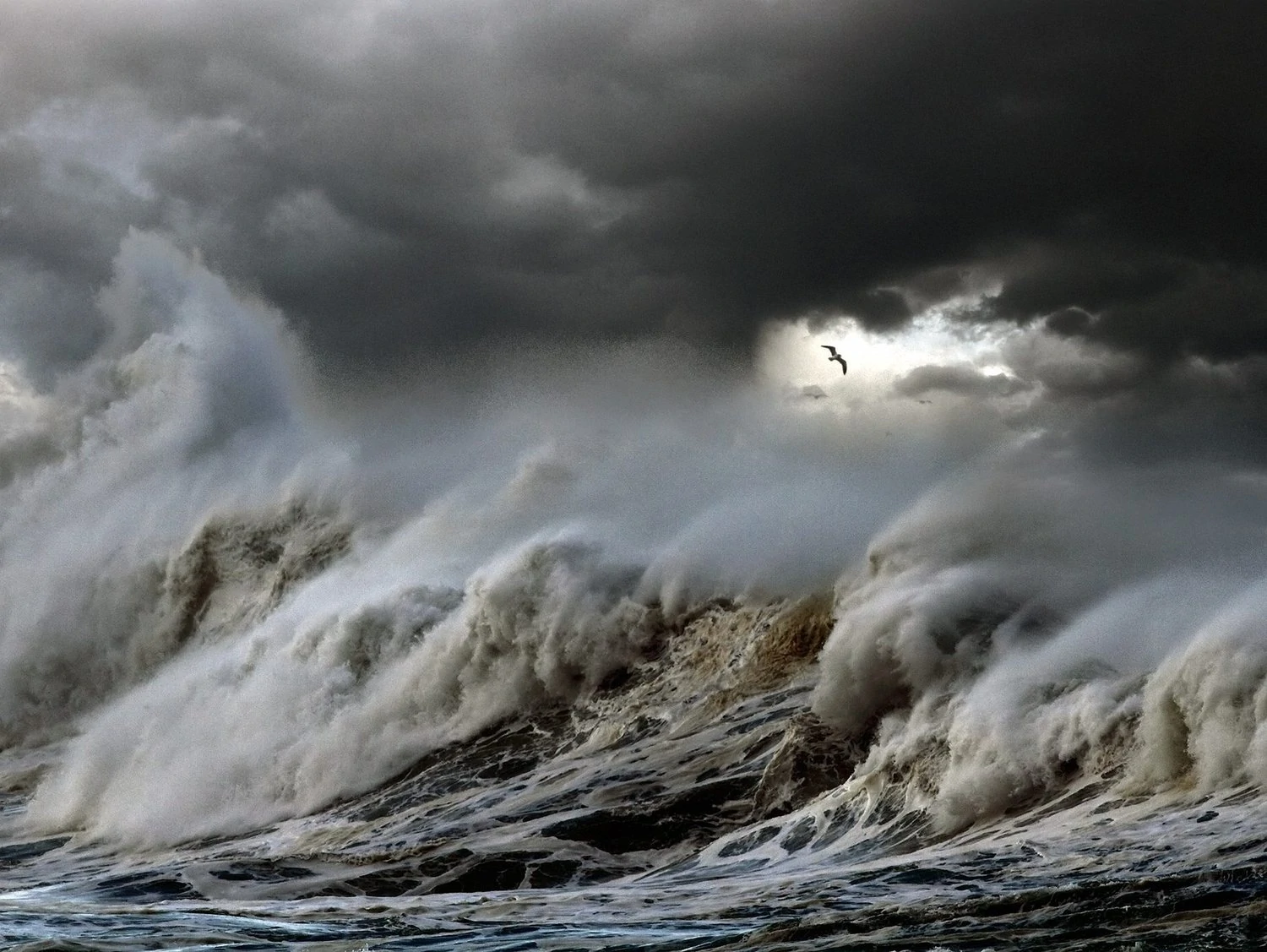 Bird in storm at sea