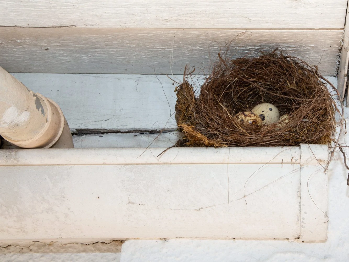 Bird nest eaves