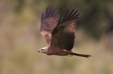 All The Kites In Alaska And Their Calls (ID, Photos, When To Spot)