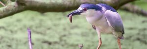 Black-crowned Night-Heron