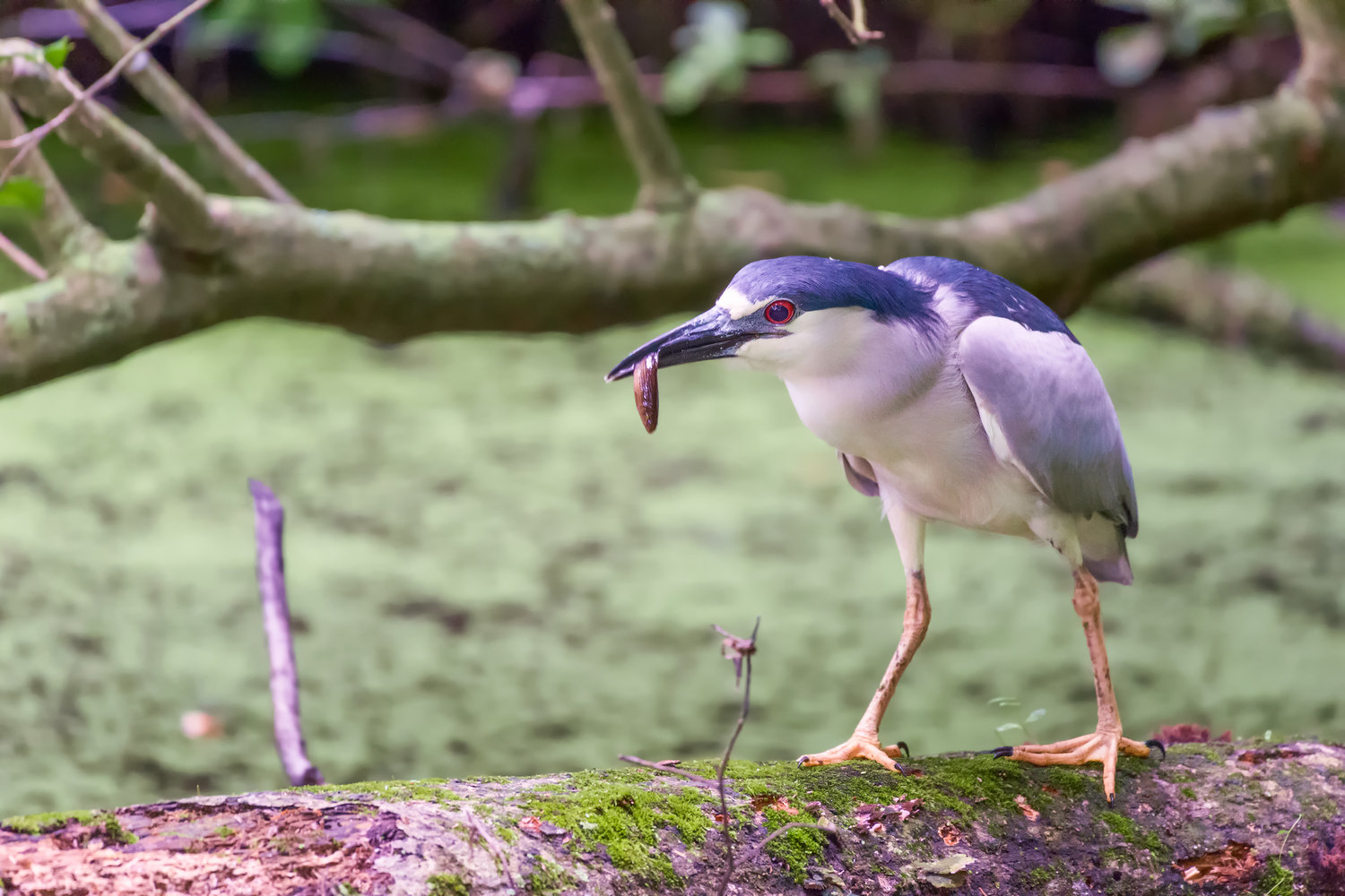 Black-crowned night heron