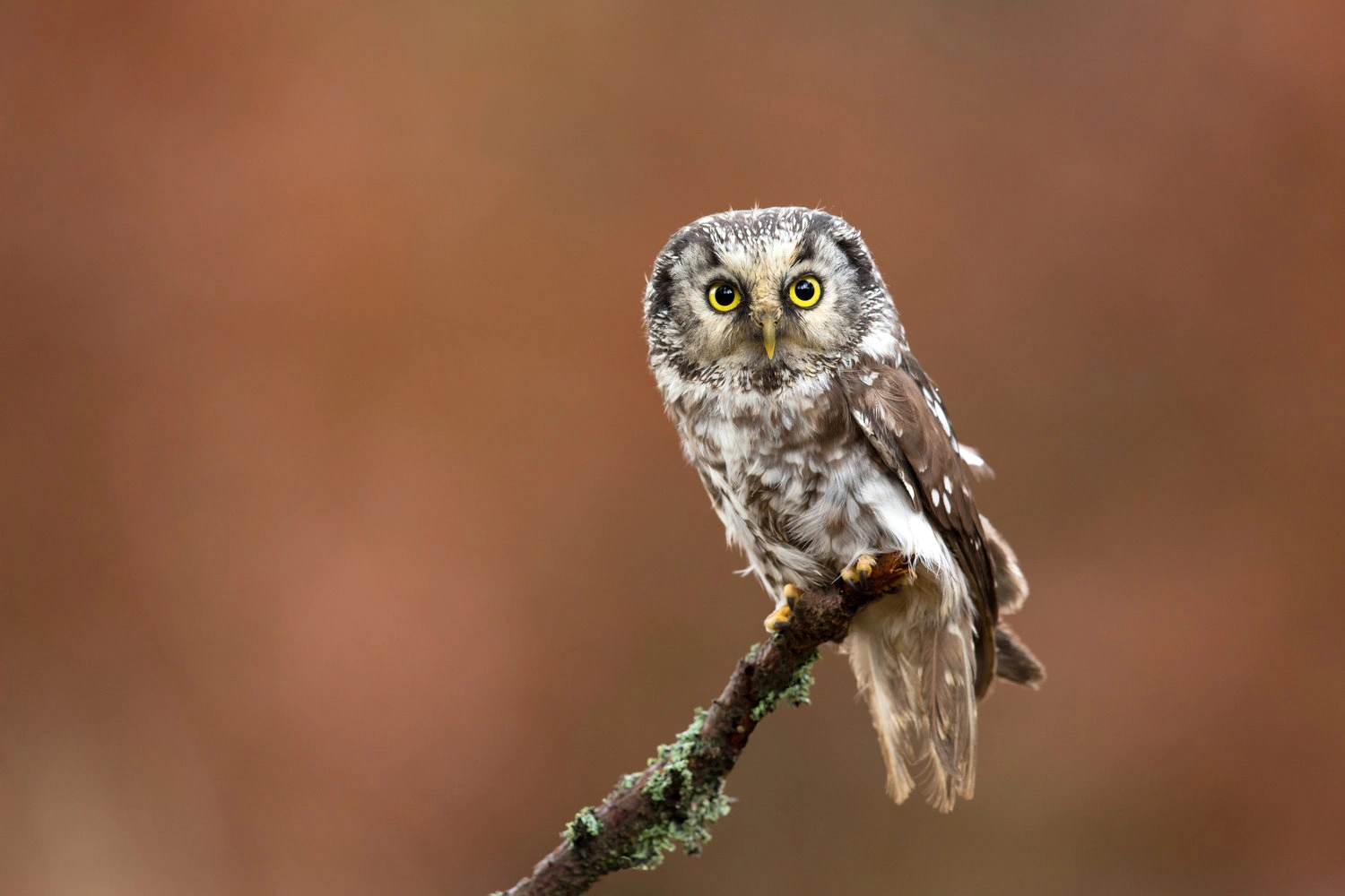 Boreal Owl