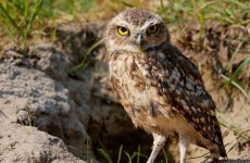 All The Birds Of Prey In Indiana And Their Calls