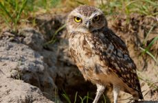 Burrowing Owl