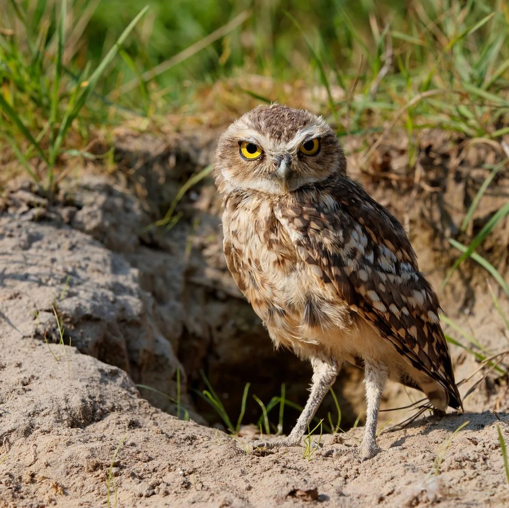 Burrowing Owl