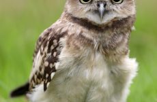 All The Owls In Manitoba And Their Calls