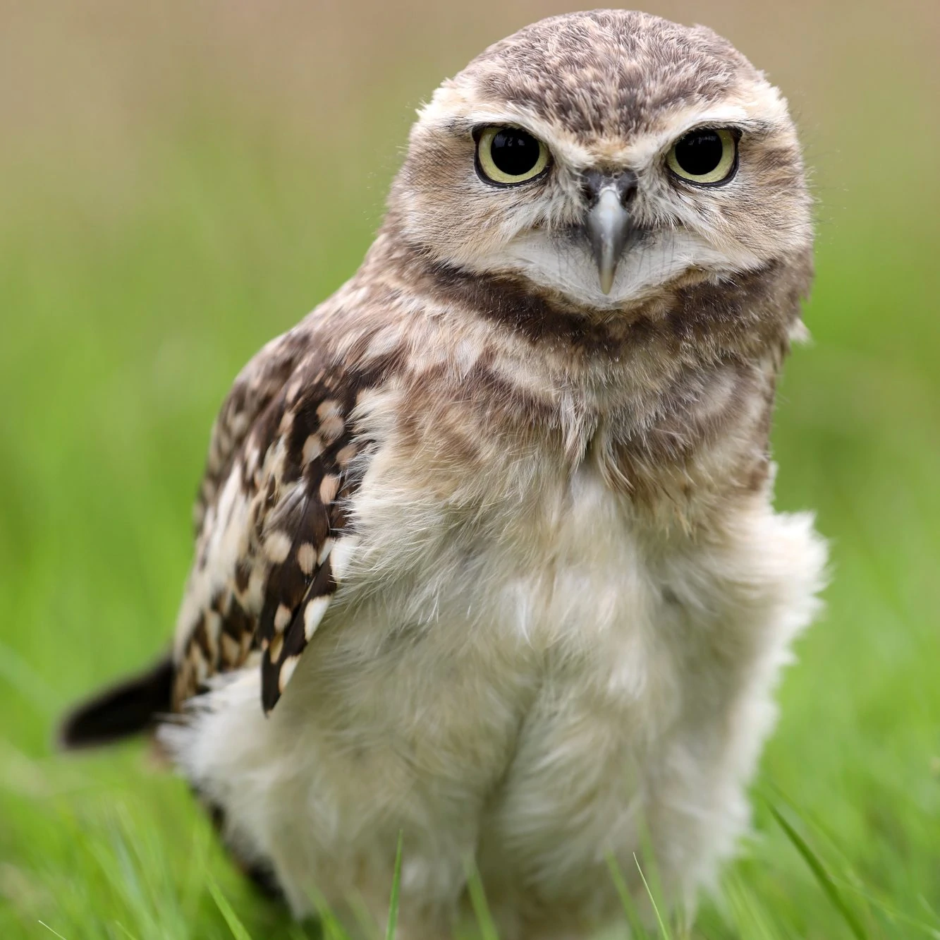 Burrowing Owl