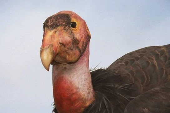 California condor