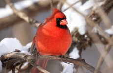 25 Winter Birds Tennessee (Out Birding)