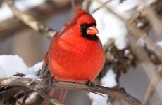 Cardinals In Winter (How Do They Survive?)