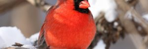 Cardinals In Winter (How Do They Survive?)