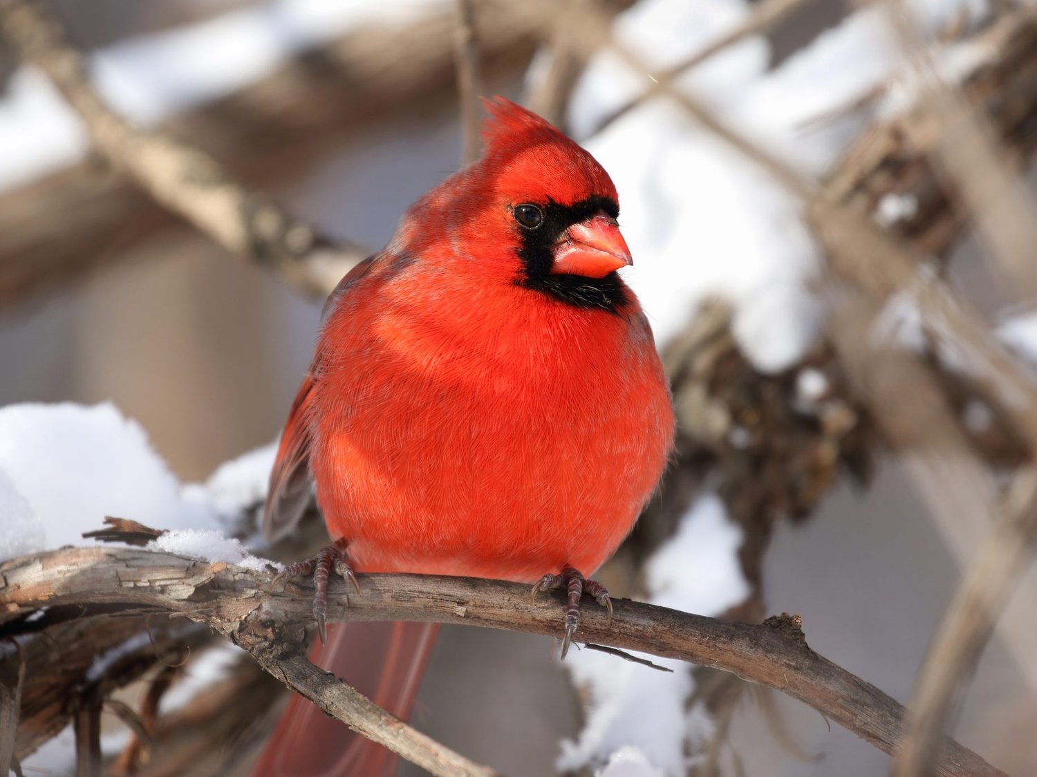 Cardinal winter