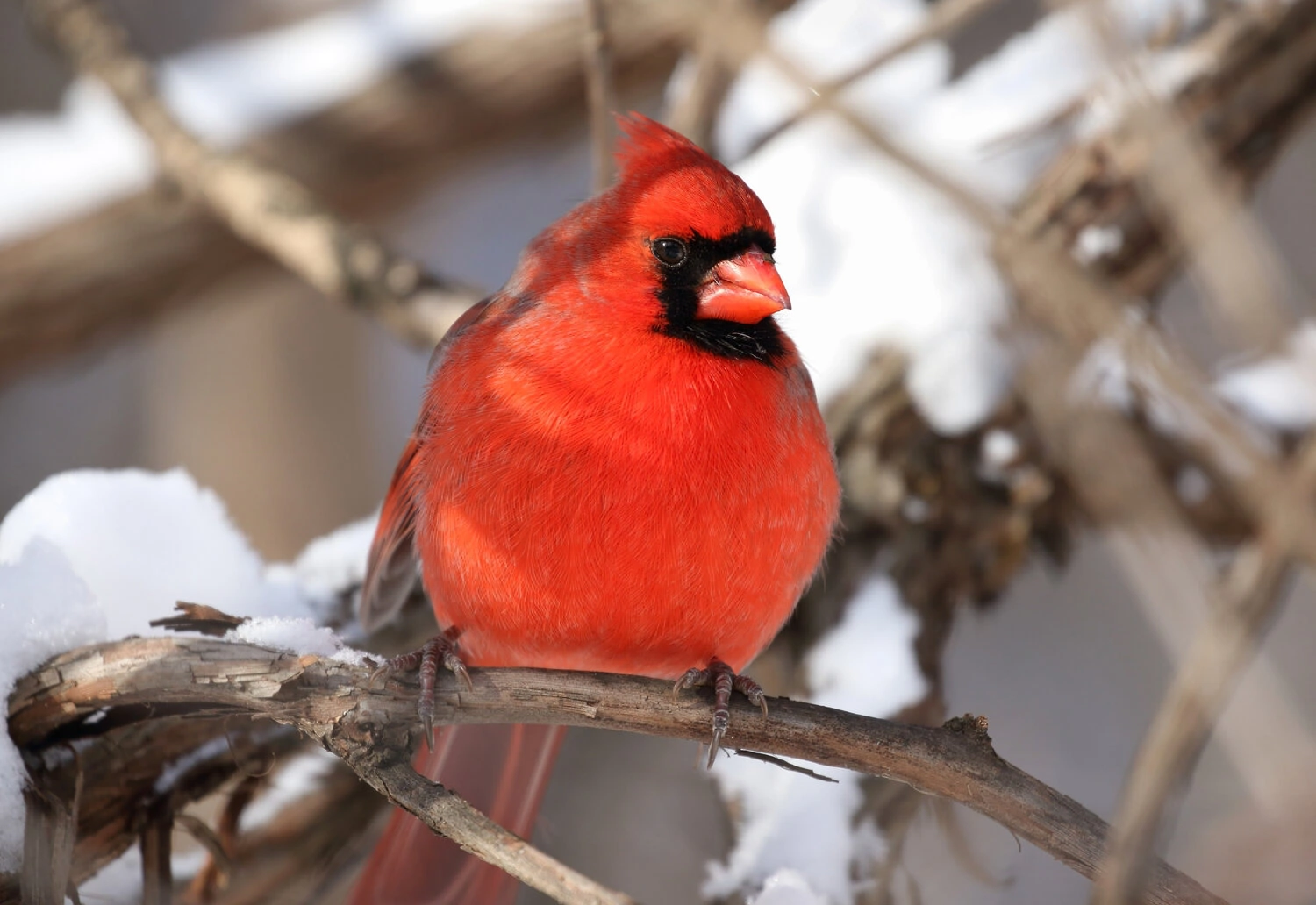 Cardinal winter