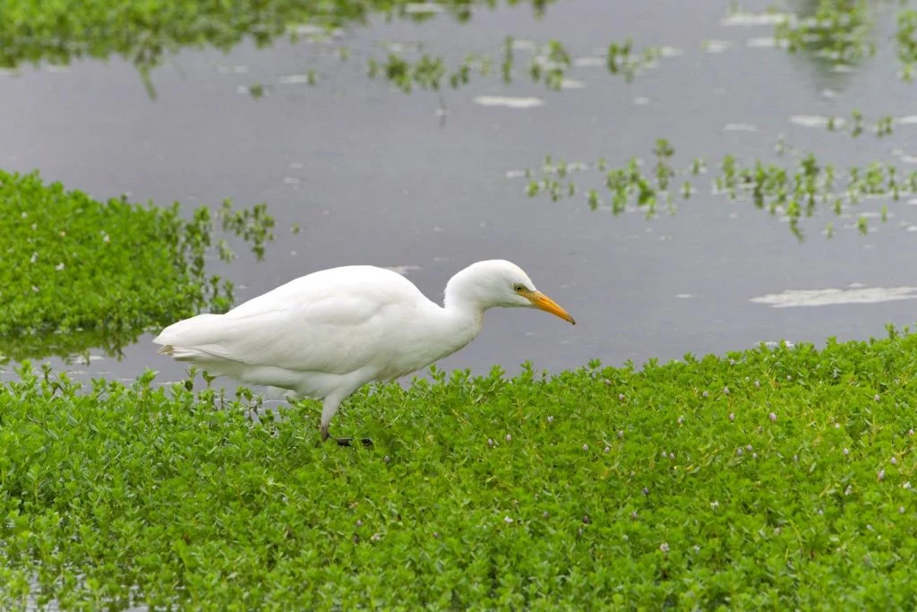 Cattle Egret