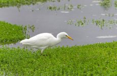 17 White Birds In New Mexico (ID, Photo, Call Guide)