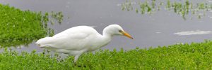 17 White Birds In New Mexico (ID, Photo, Call Guide)