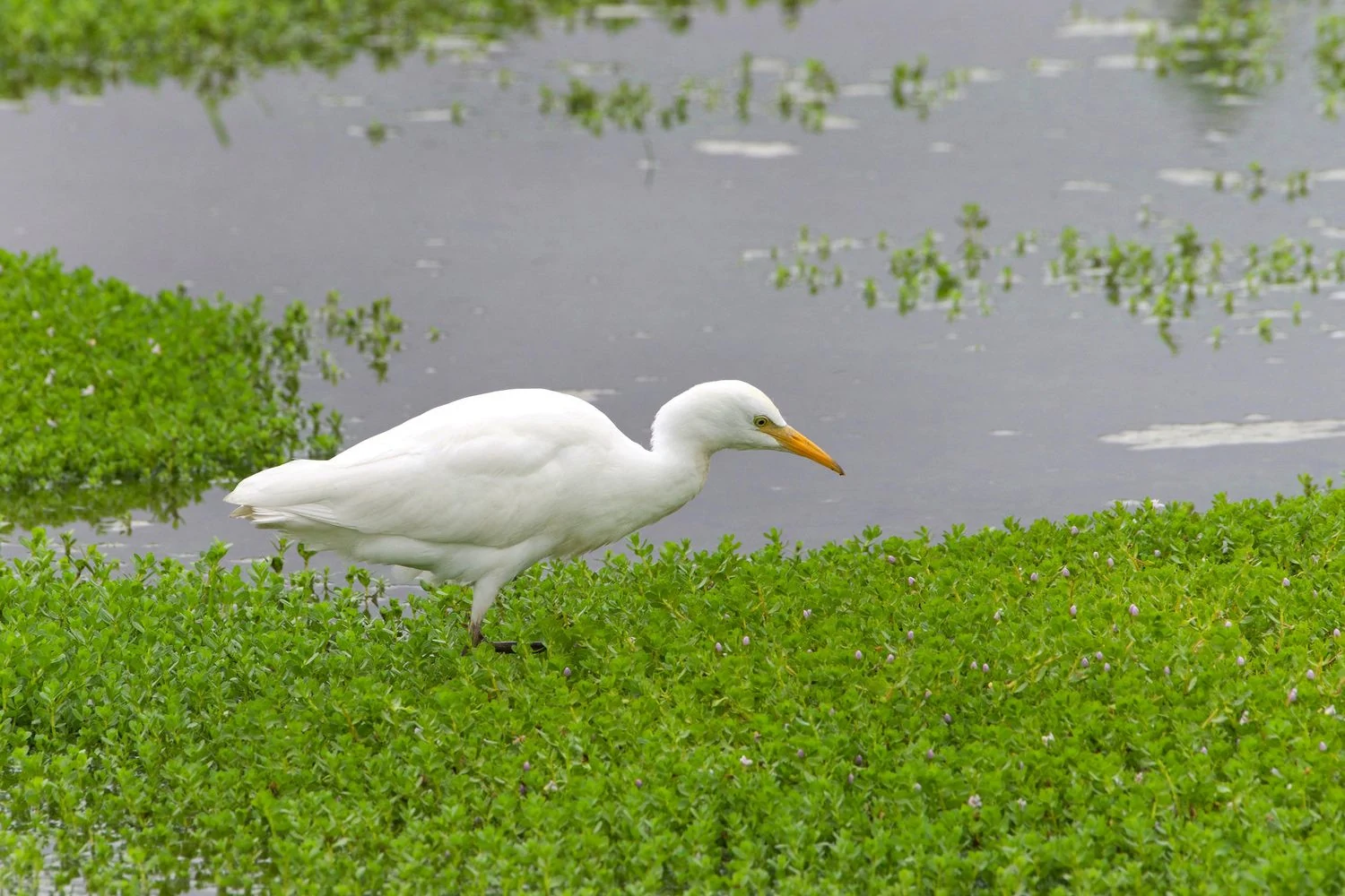 Cattle Egret