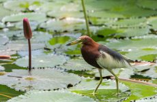 Chinese Pond Heron