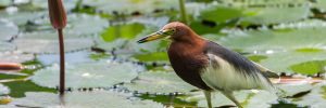 Chinese Pond Heron