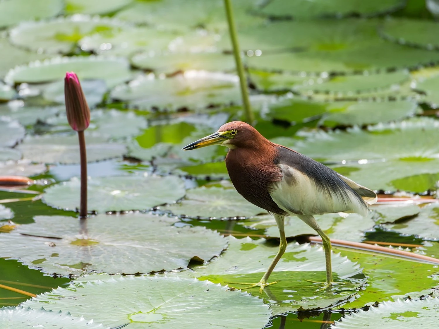 Chinese pond heron (Ardeola bacchus).