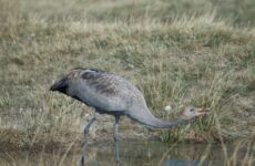 26 Largest Birds In Texas (By Weight, Length, Wingspan)