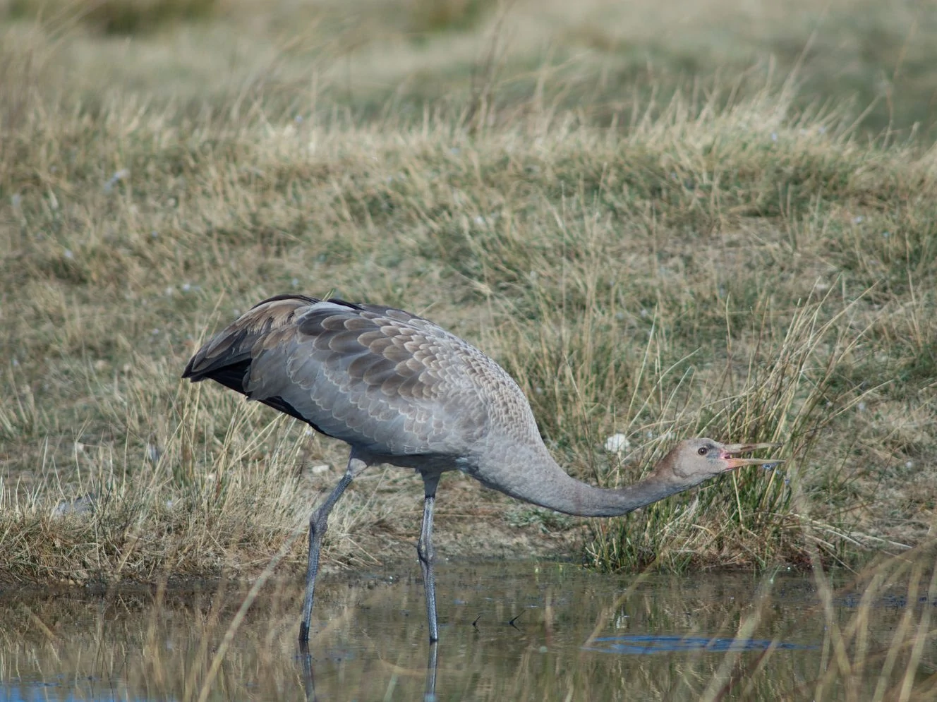 Common Crane Juvenile