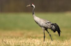 24 Largest Birds In Indiana (By Weight, Length, Wingspan)