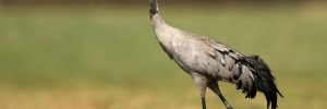 24 Largest Birds In Indiana (By Weight, Length, Wingspan)