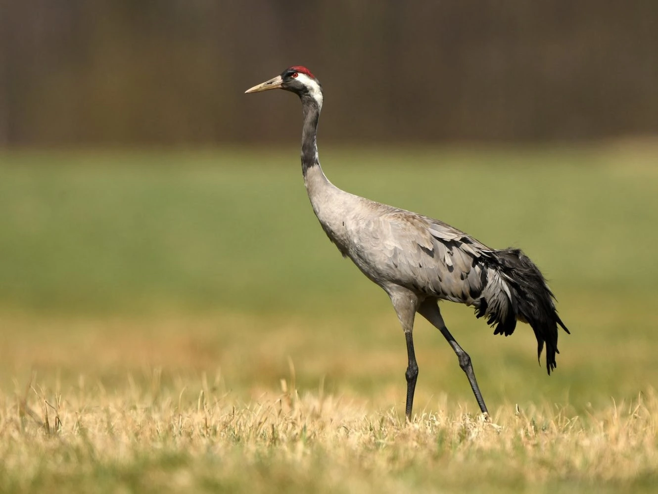 Common crane (Grus grus)