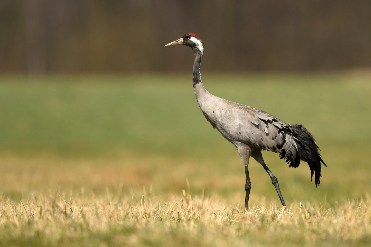 Common crane (Grus grus)