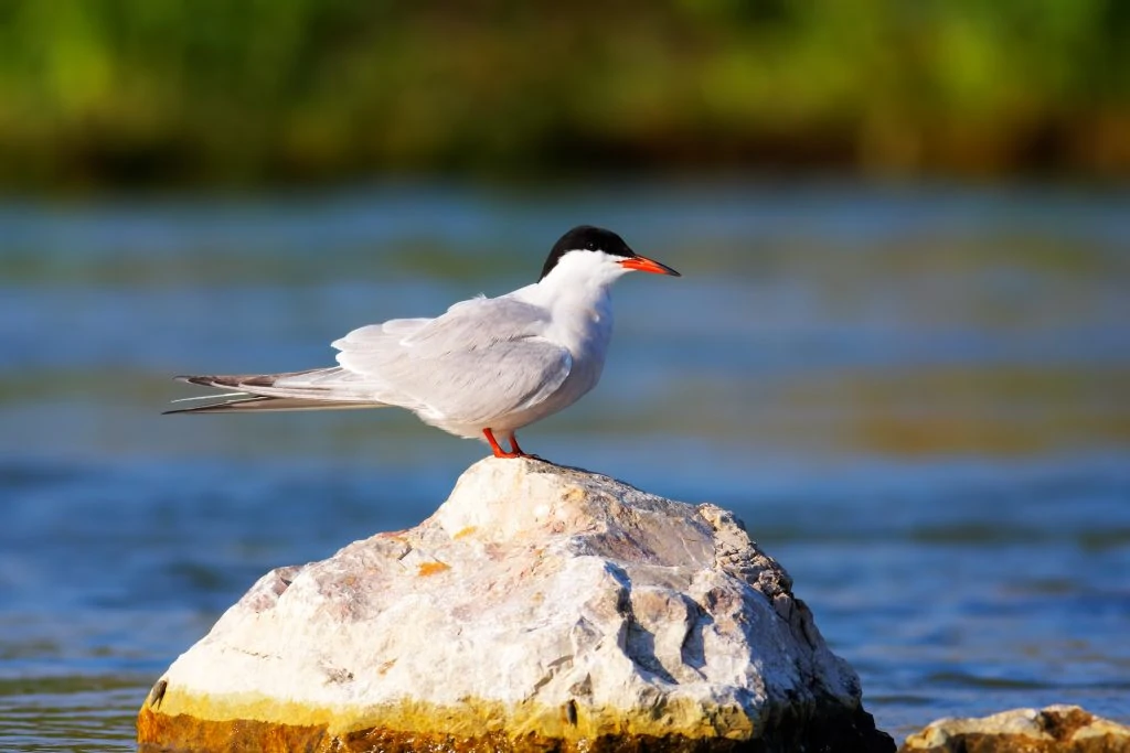 Common Tern