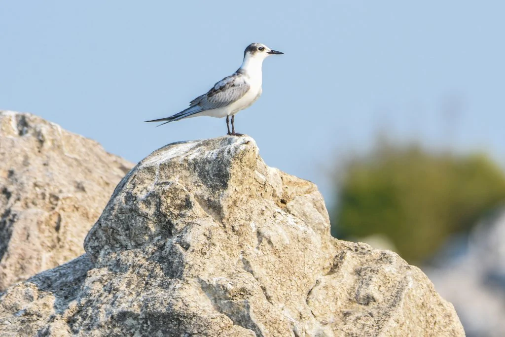 Common Tern,