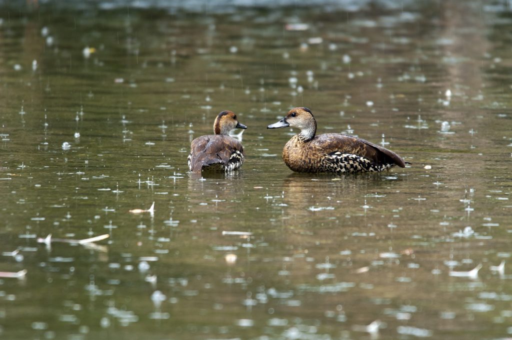 Ducks in rain