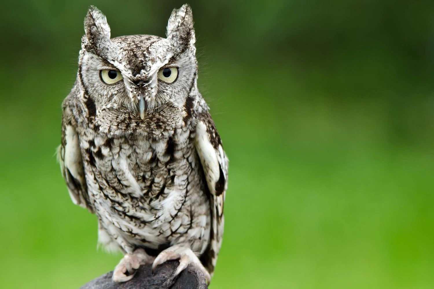 Eastern screech owl