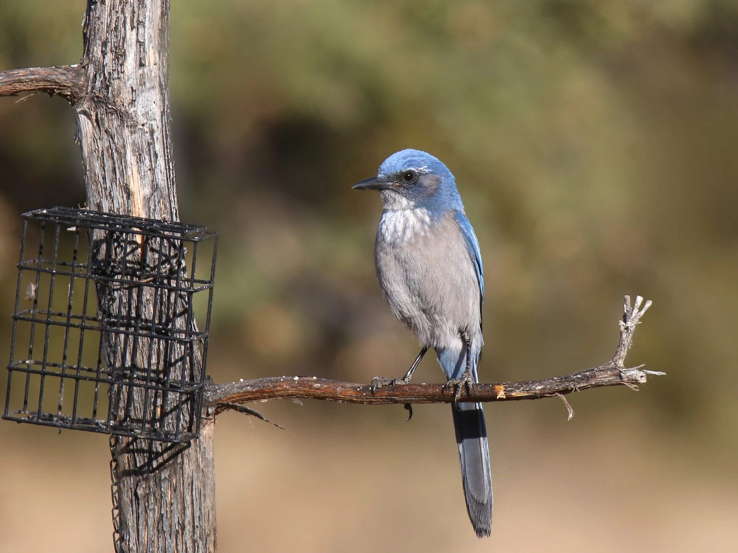 Empty suet feeder scrub jay