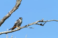 All The Falcons In Washington And Their Calls (ID, Photos, When To Spot)