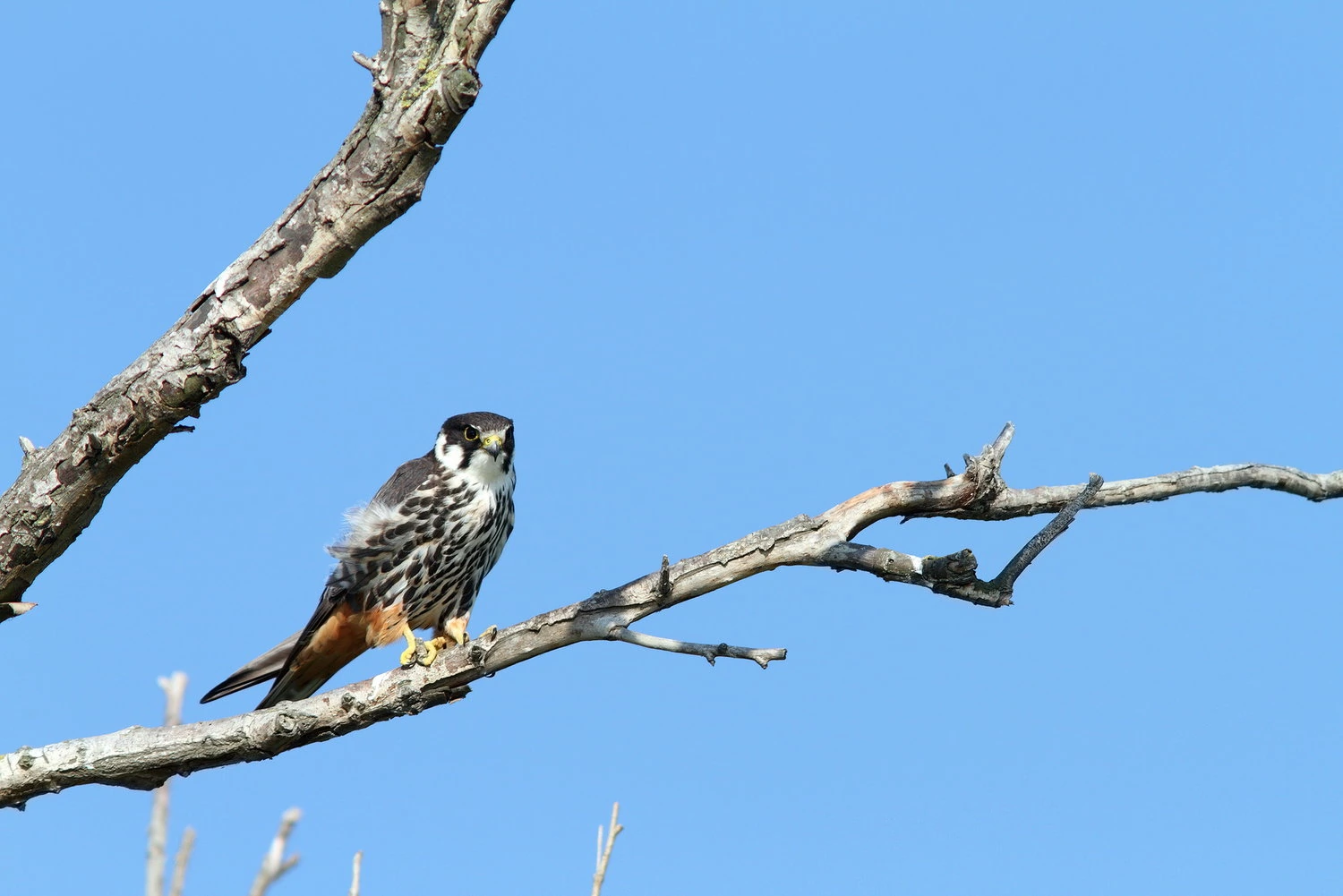 eurasian hobby