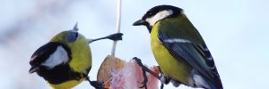 Feeding Birds In Winter