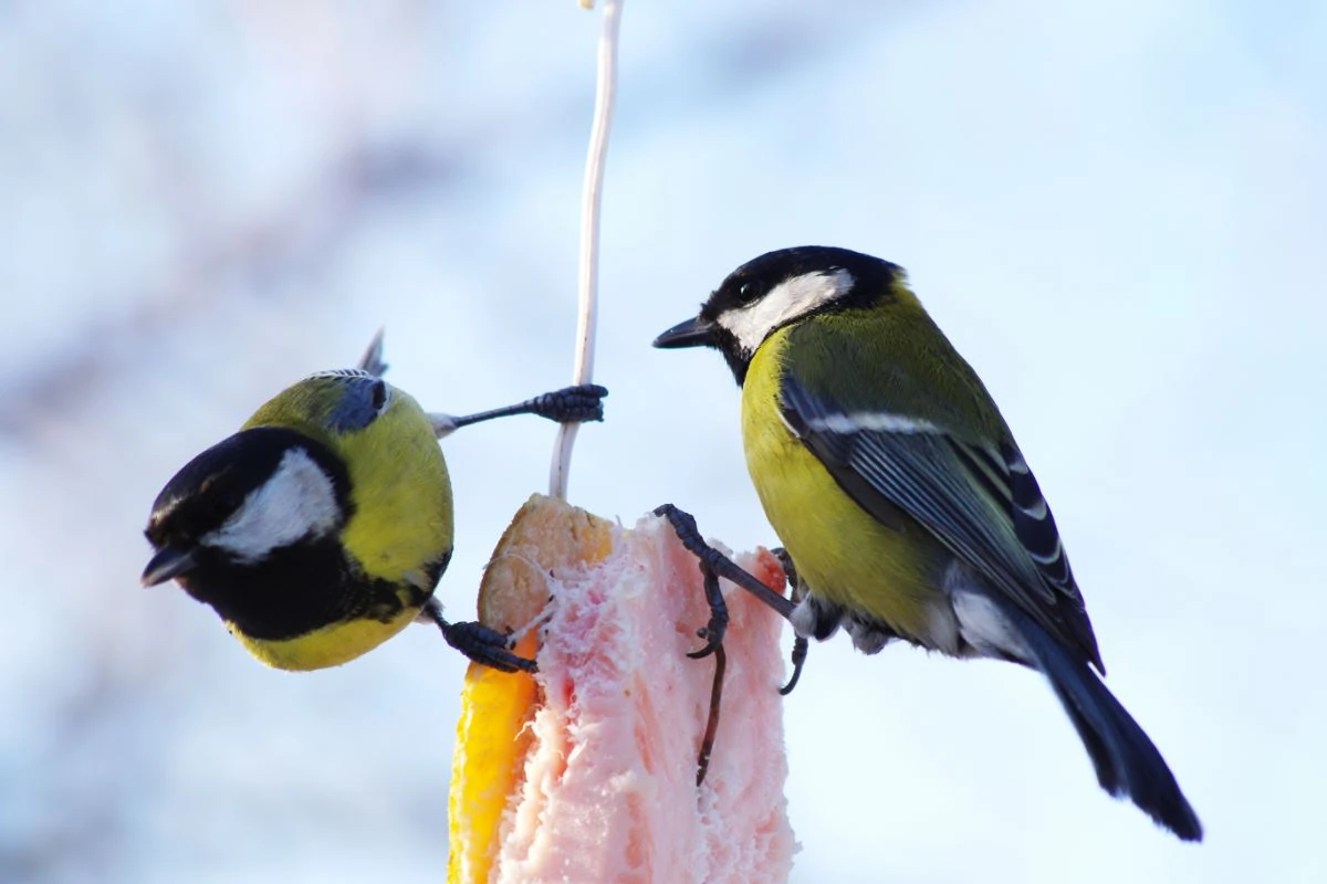 Feeding Birds In Winter