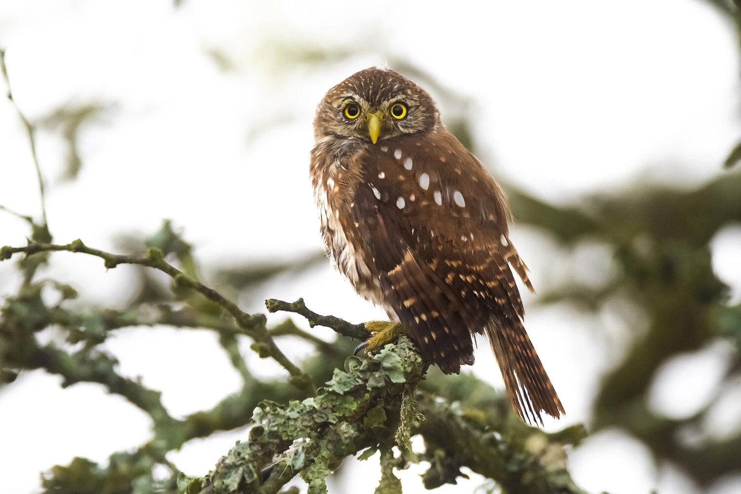 Ferruginous Pygmy owl, Glaucidium brasilianum,