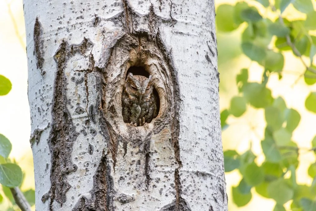 Flammulated Owl